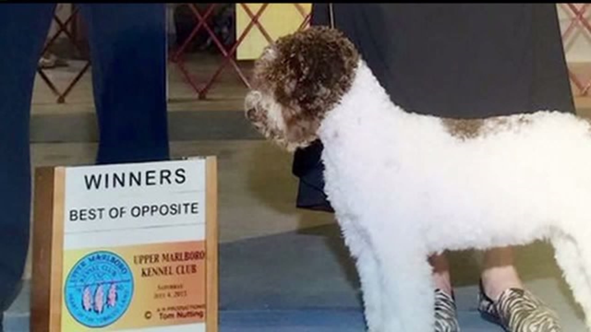 Perfetto Lagotto Bring Westminster Awards Back To